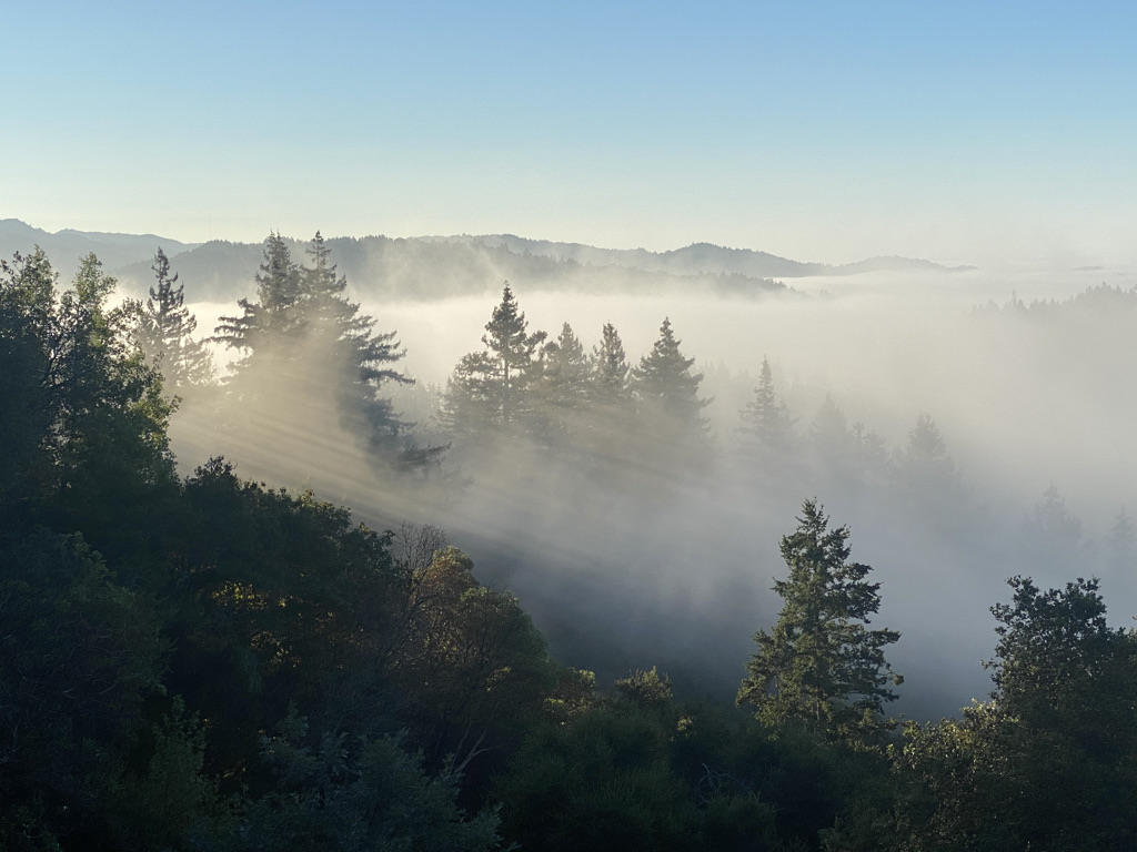 Morning mist through the redwoods at Living Well Event Center